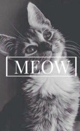 Meow