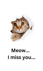 Meow miss you