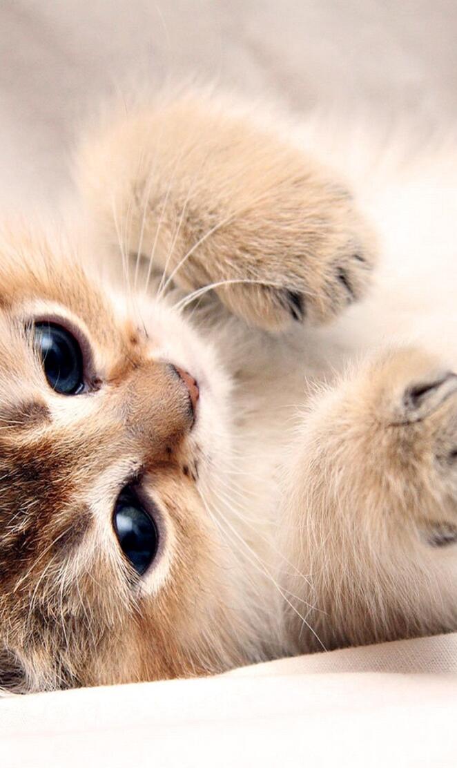cute kitty