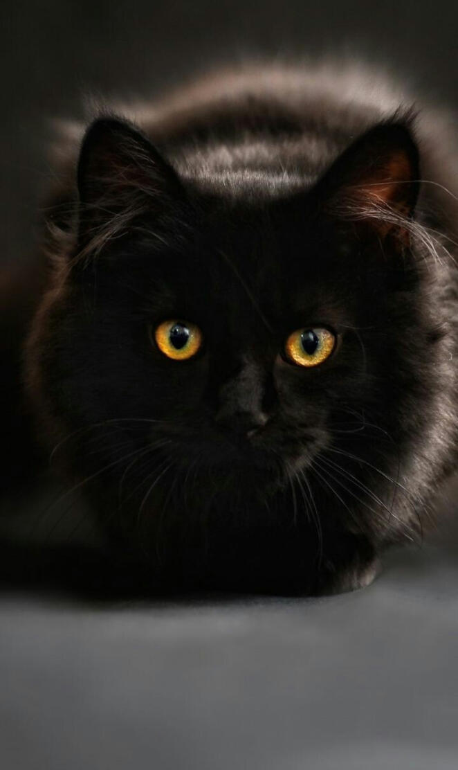 Pretty Black Kitty