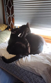 Love is a four-legged word