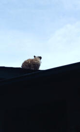 Roof Cat