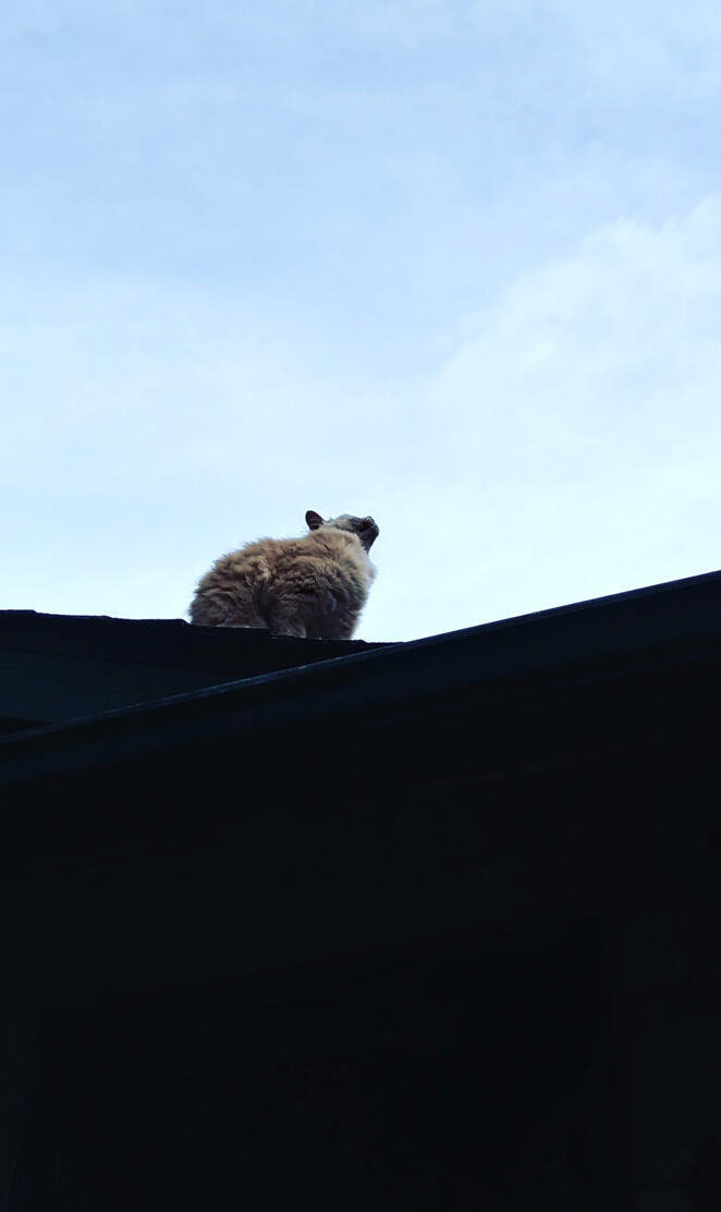 Roof Cat