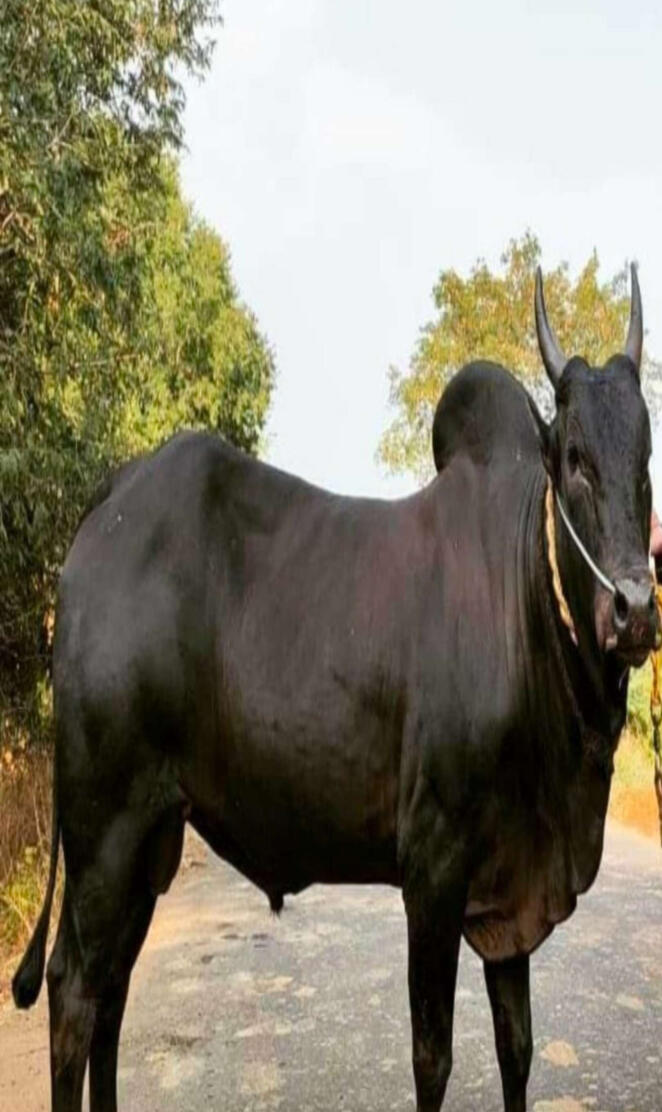 Jallikattu