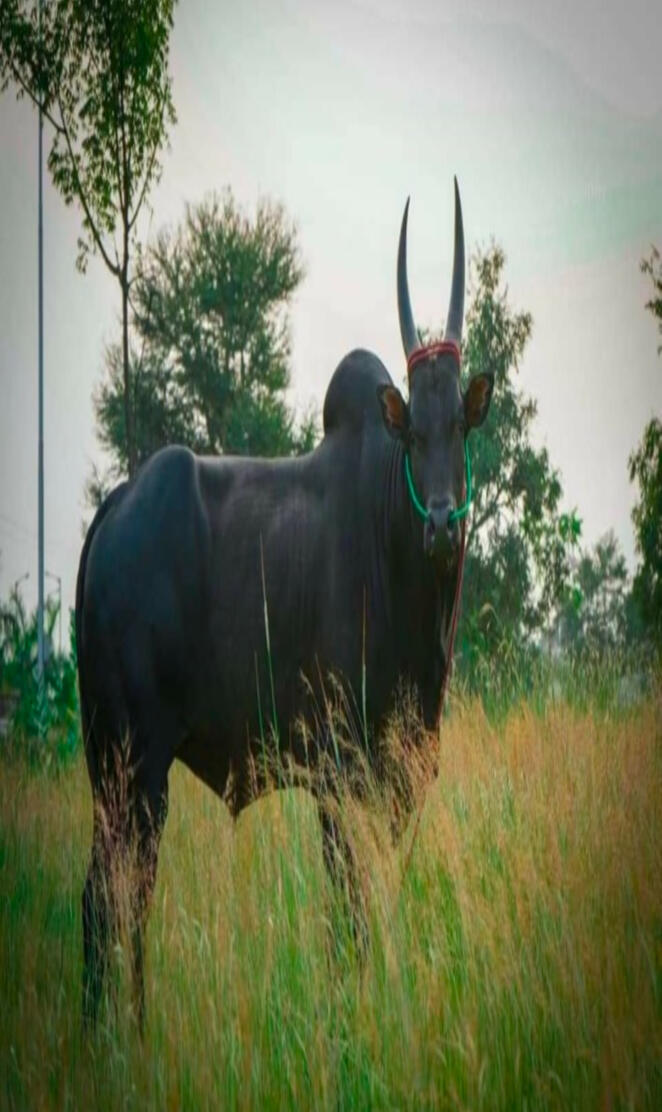 Jallikattu Bull