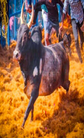 Jallikattu