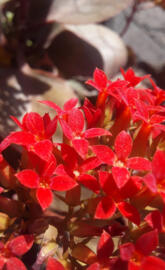 FloristKalanchoeflower