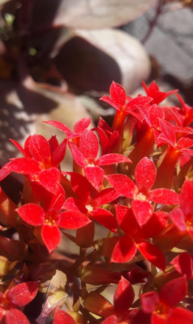 FloristKalanchoeflower