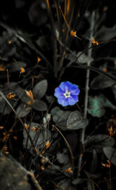 Evolvulus alsinoides