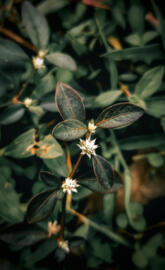 Alternanthera sessilis