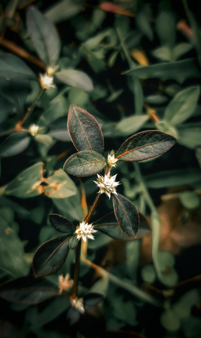 Alternanthera sessilis