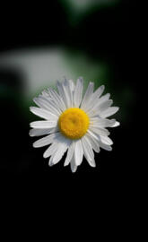 Oxeye Daisy