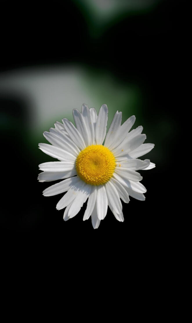 Oxeye Daisy