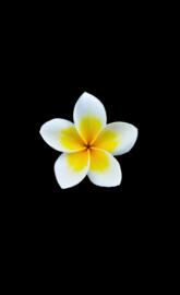 Plumeria alba