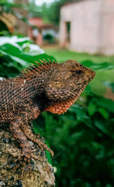 Oriental garden lizard