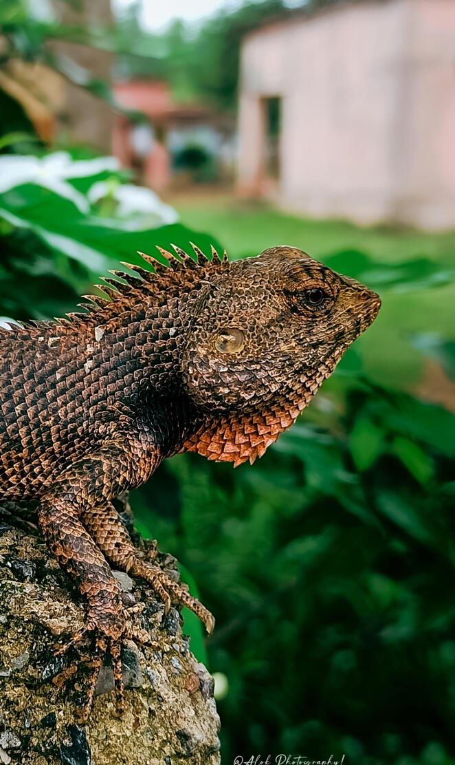 Oriental garden lizard