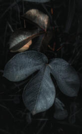 Gossypium hirsutum leaf