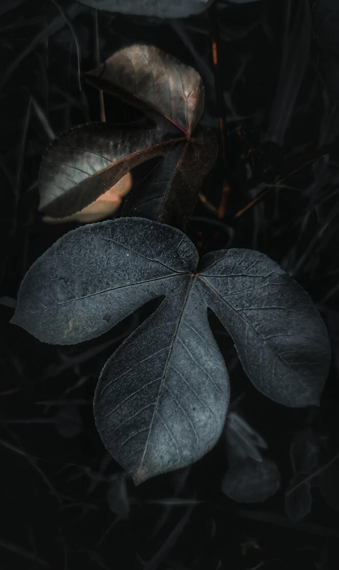 Gossypium hirsutum leaf