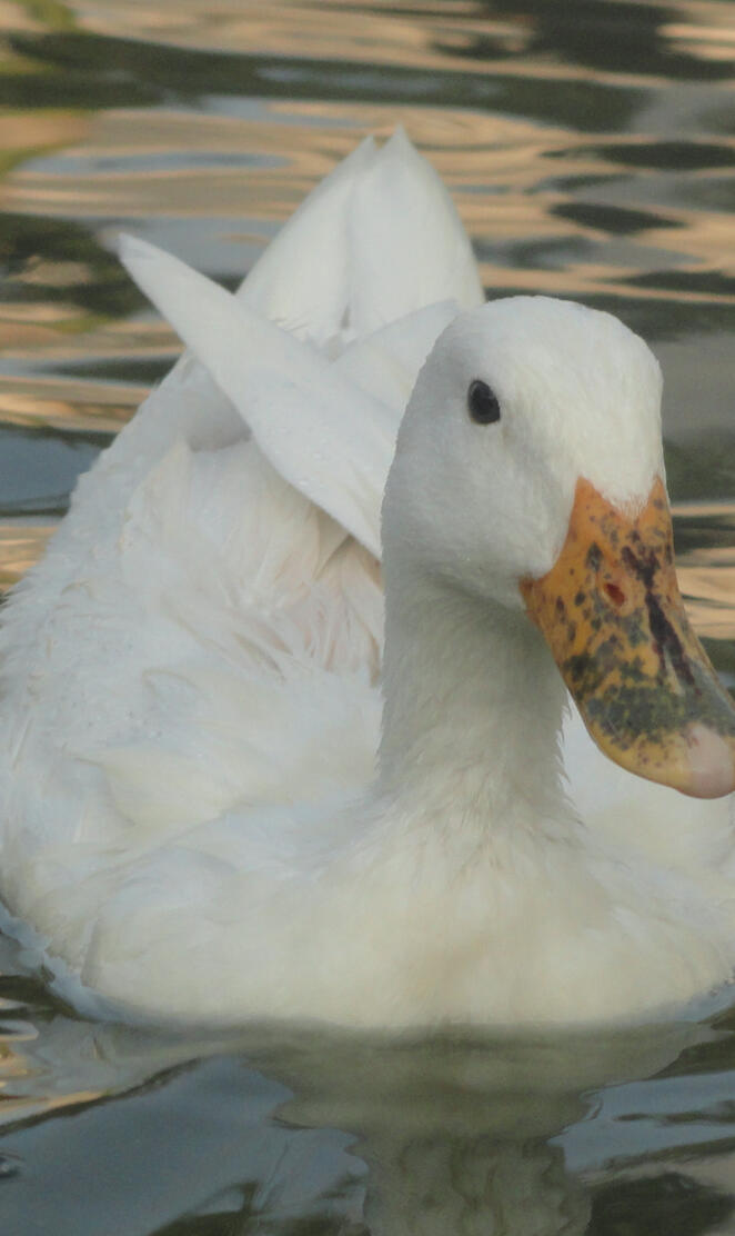 Swan