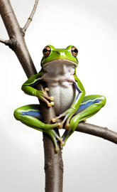 a green frog on a branch