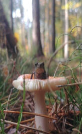 Frog on a toadstool