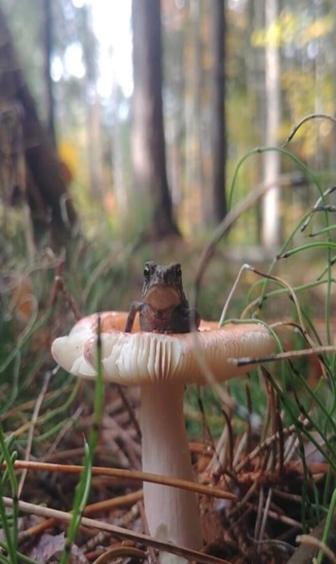 Frog on a toadstool