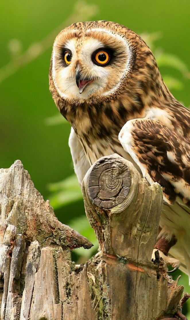Owl