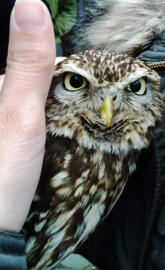 Little owl