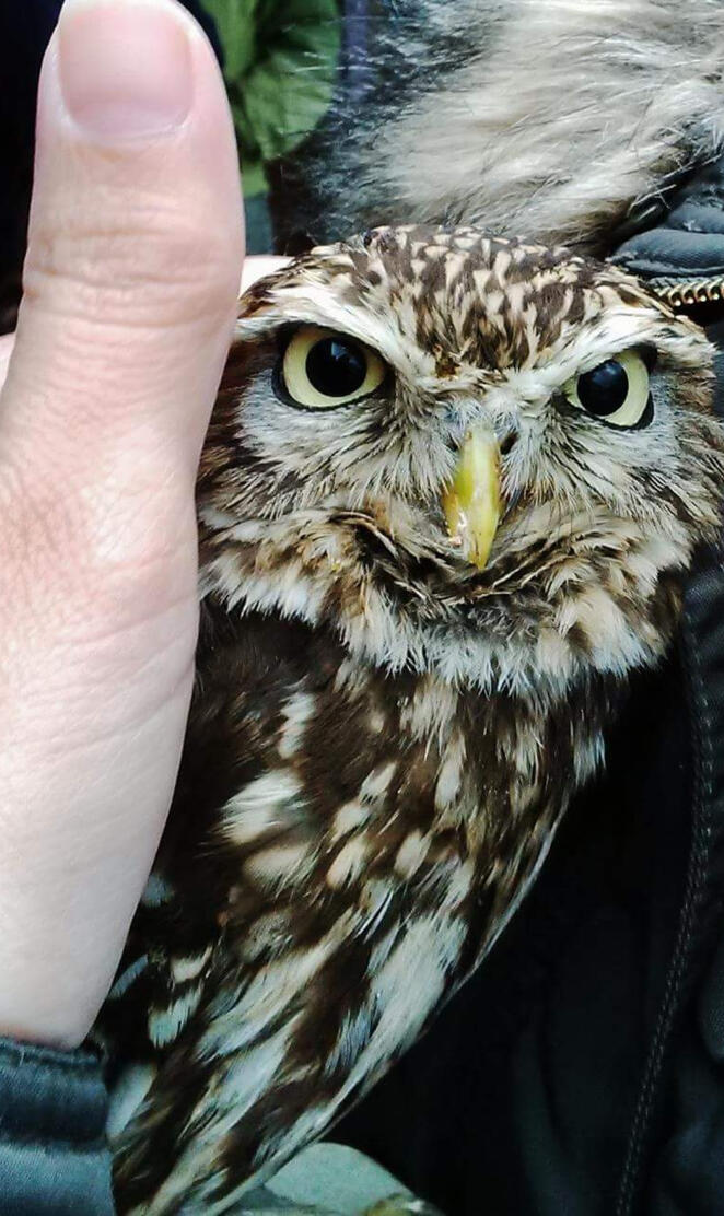 Little owl
