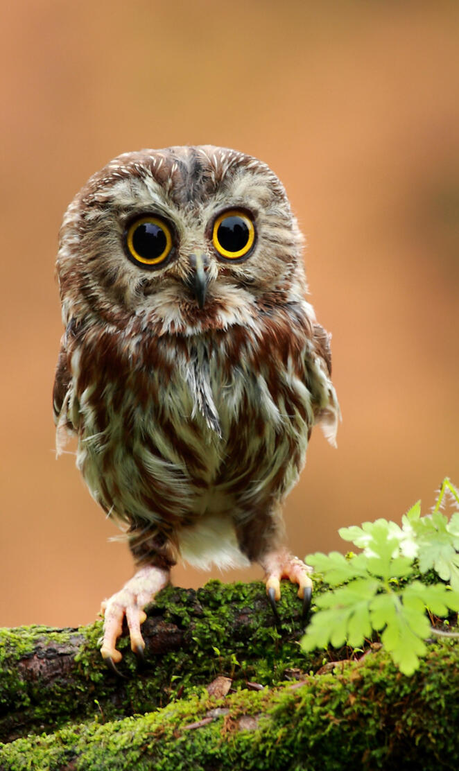 Owl