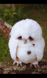 owl