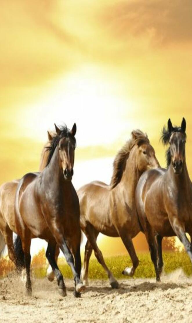 Horses