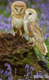Barn owls cuddling