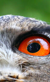 Owl Orange Eyes
