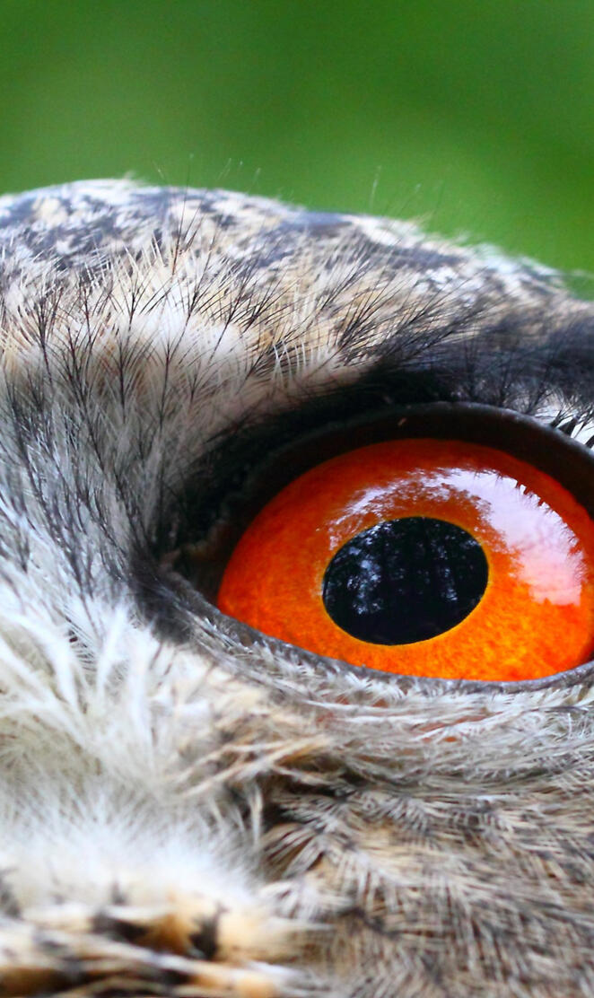 Owl Orange Eyes