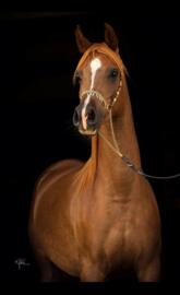Arabian horse
