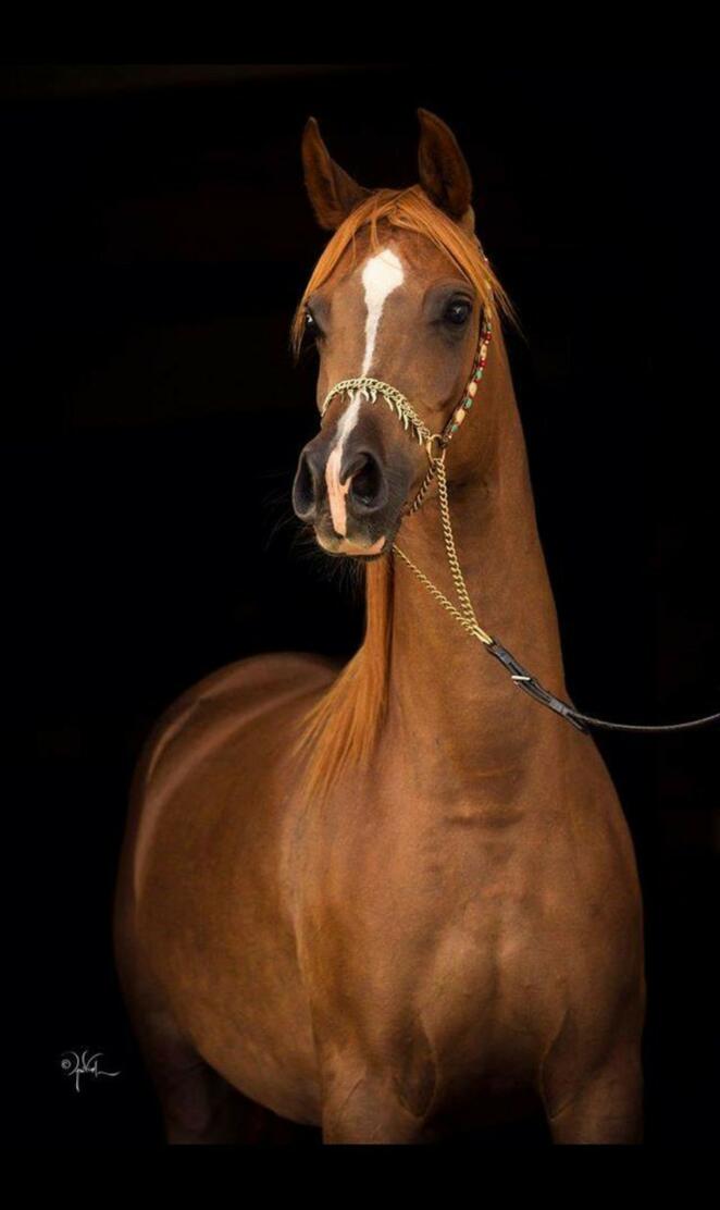 Arabian horse