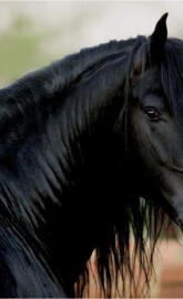Friesian mare