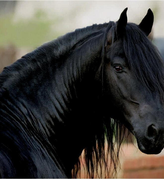 Friesian mare