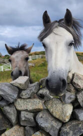 Galway horses