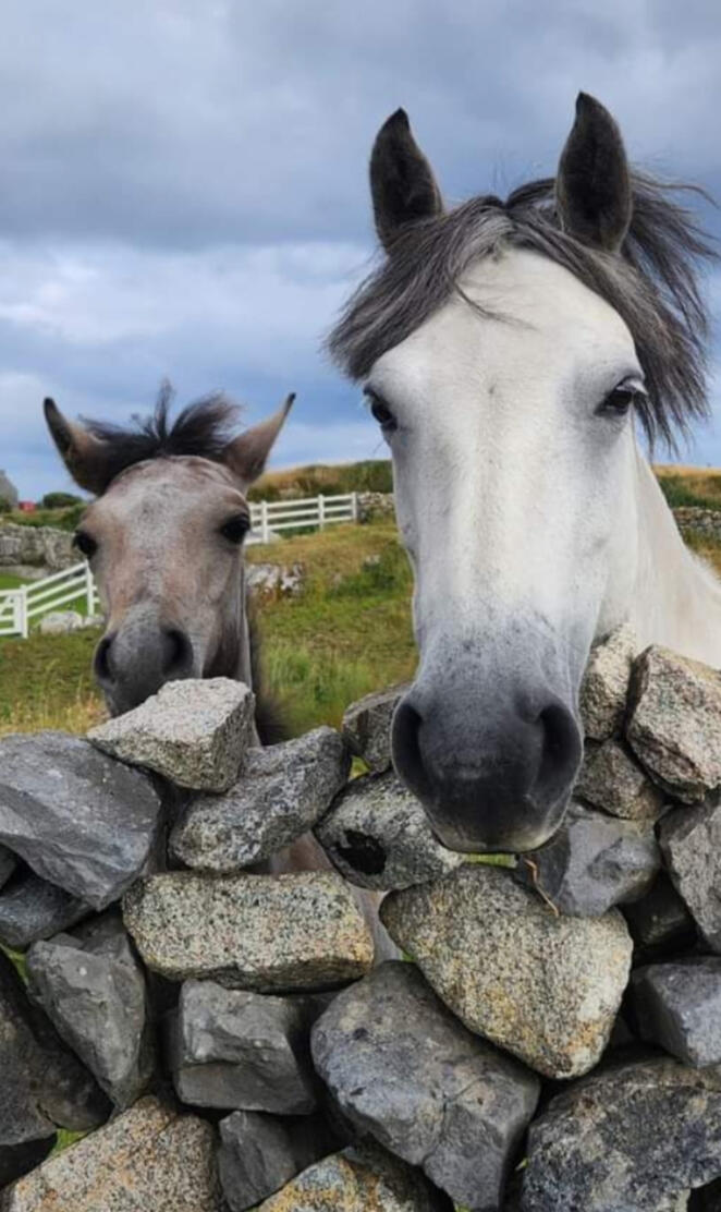 Galway horses