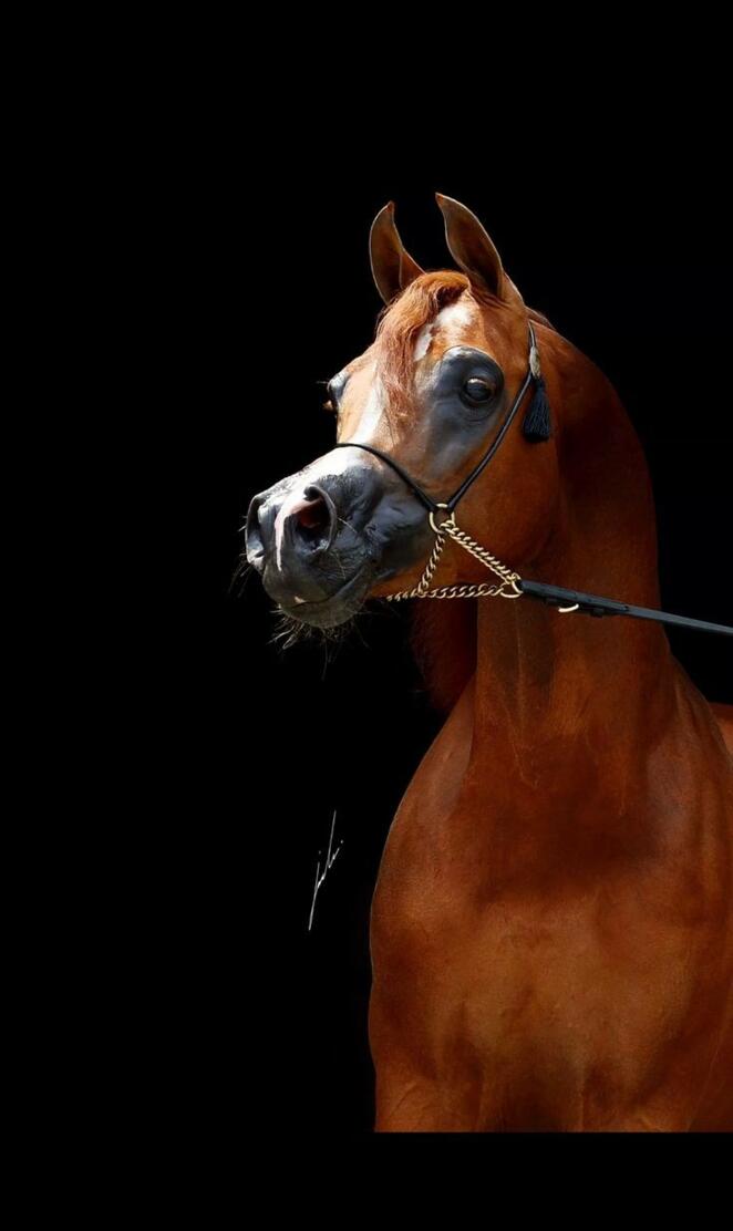 Arabian horse