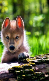 Baby wolf