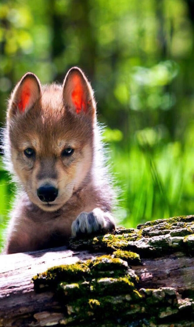 Baby wolf