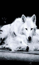 Loving Wolfs