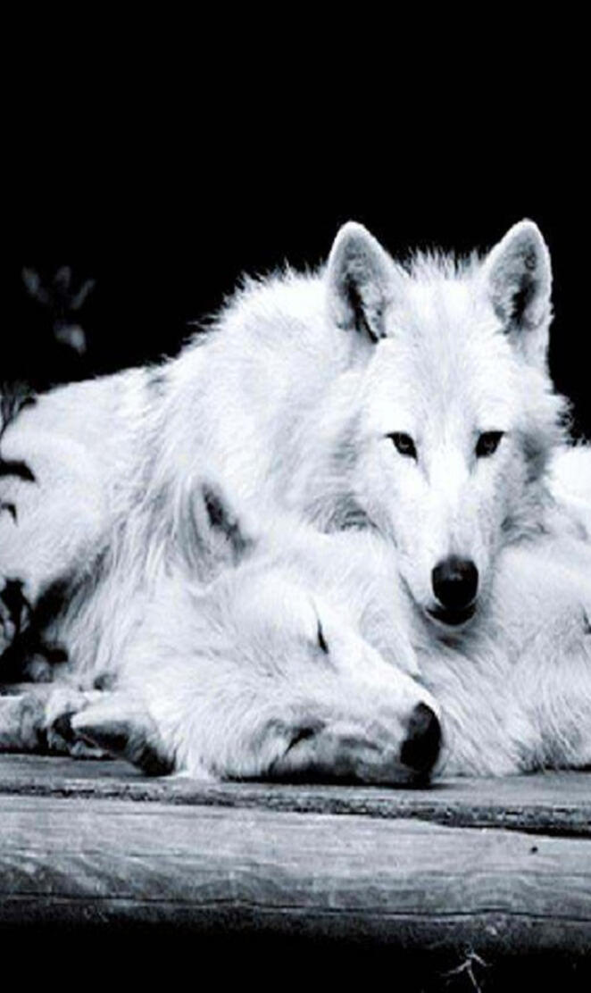 Loving Wolfs