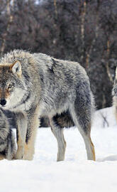 Winter Wolfs