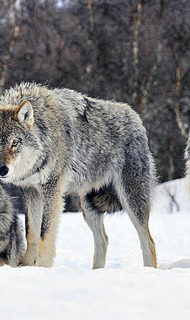 Winter Wolfs