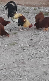 Chickens