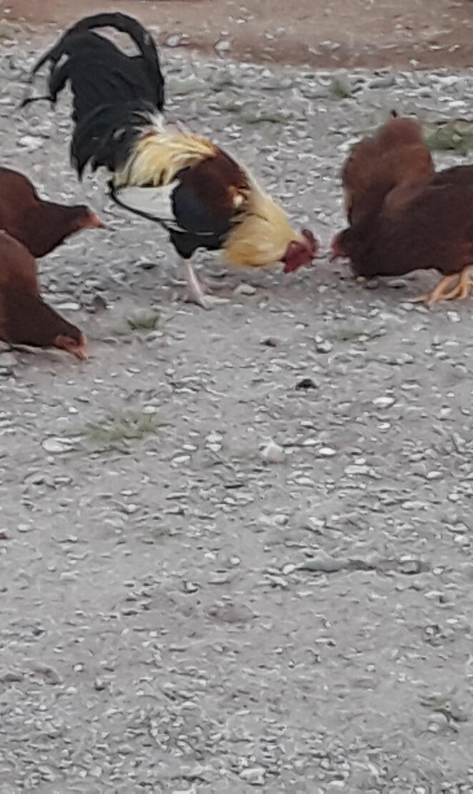 Chickens